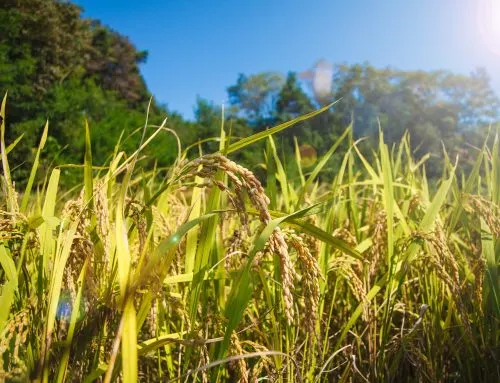 A scoping study on private sector resilience to disaster and climate risk in Vietnam vi